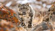 a snow leopard, its sleek fur blending seamlessly with the rocky Himalayan terrain