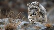 a snow leopard, its sleek fur blending seamlessly with the rocky Himalayan terrain
