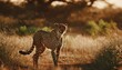 cheetah acinonyx jubatus walking and searching for prey in the golden light of the late afternoon in mashatu game reserve in the tuli block in botswana