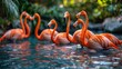 Group of Flamingos Standing in Water