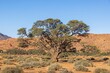 Picture of an big and olde acacia tree in front of an sand dune in the Namibian Kalahari