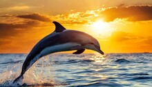 Beautiful Dolphin Leaping Jumping From Shining Sunset Sea Water Surface