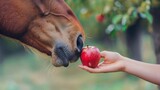 Fototapeta  - Ofrece una manzana a un caballo