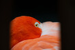 A Floridian Flamingo resting with one eye open