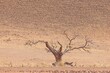 Picture of a dead acacia tree in a dry desert landscape in Namibia during the day