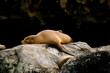 Sea Lion asleep on a rocky outcrop