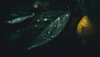 raindrops water on a lemon leaf fresh juicy beautiful tree leaf close up summer spring background