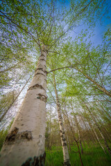 Wall Mural - Admiring a birch tree with its slender trunk and delicate twigs against the sky