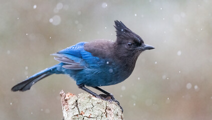 Stellar's Jay in the snow