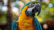 Blue and Yellow Parrot Perched on Tree