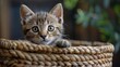 Small Kitten Sitting Inside Woven Basket