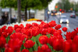 Wiosenne tulipany, sezon wiosenny,  czerwone, żółte i białe kwiaty, widok na miasto Bielsko-Biała,
