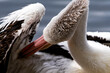An Australian Pelican preening - 2