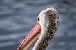 Portrait of an Australian Pelican - 1