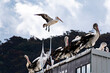 An Australian Pelican about to land on a tin roof