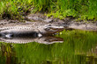 A Crocodile basking in the sun at the edge of a lake 