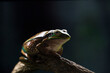 A Green and Golden Bell Frog on a Branch