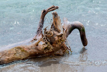 A Large Driftwood Log And Tree Roots In The Water On A Sandy Shore