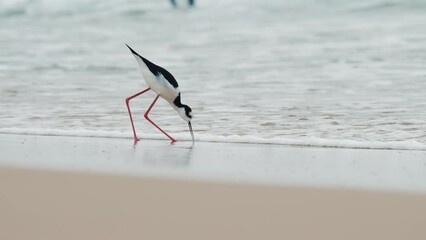 Sticker - Bird, Black Necked Stilt walks on the beach