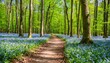 footpath through natural green forest of beech trees in spring wild garlic in bloom hainich national park germany