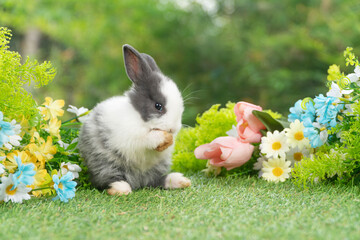 Wall Mural - Lovely rabbit ears bunny standing leg paw on green grass with flowers over spring time nature background. Little baby rabbit white grey  bunny curiosity clean paw standing on meadow summer background.