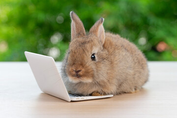 Wall Mural - Infant tiny rabbit furry bunny learning with small laptop online sitting on bokeh green background. Lovely baby rabbit sitting playful laptop on wooden natural background. Easter fluffy pet technology