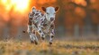   A baby cow gallops in a field as the sun sets, its background softly blurred with grass and trees in the foreground