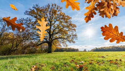 Wall Mural - oak leaf flying down and oak tree in the background against a sky