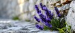 Solitude in Nature's Embrace: A Resilient Lavender Plant Stands Alone, Braving the Harshness of a Rugged Rocky Mountain Landscape, Symbolizing Strength, Serenity, and Endurance