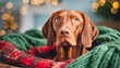 a hungarian vizsla reclines in a cozy nest of red and green blankets eyes full of gentle warmth dog at home