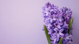 violet hyacinths blossoms side of pastel colored light violet pastel background copy space