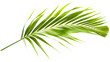 Green palm leaf on clear white background
