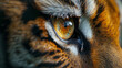 Tiger's Eye Closeup