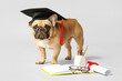Cute French Bulldog in mortar board with diploma, book, eyeglasses and stationery supplies on grey background