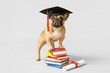 Cute French Bulldog in mortar board with books and diploma on grey background