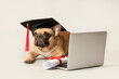Cute French Bulldog in mortar board with diploma and modern laptop on grey background