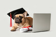 Cute French Bulldog in mortar board with diploma and modern laptop on grey background