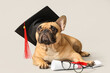 Cute French Bulldog in mortar board with diploma and eyeglasses on grey background