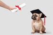 Cute French Bulldog in mortar board and female hand with diploma on grey background