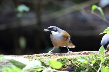 Poster - White-cheeked laughingthrush (Pterorhinus vassali) is a species of bird in the family Leiothrichidae. It is found in Cambodia, Laos and Vietnam. 