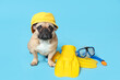 Cute French bulldog with hat, flippers and diving mask on blue background