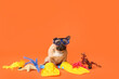 Cute French bulldog with diving mask and flippers on orange background