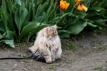 Wall Mural - Light brown Persian cat on a leash exploring a tulip field with orange flowers blooming in the background
