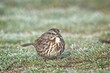 Cute song sparrow on the ground.