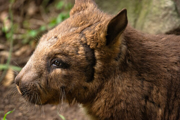 Wall Mural - The southern hairy-nosed wombat is one of three extant species of wombats. It is found in scattered areas of semiarid scrub and mallee from the eastern Nullarbor Plain to the New South Wales border.