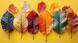 Fototapeta  - Colorful autumn leaves isolated, Autumn leaves with minimal arrangement