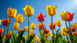 yellow and red tulips with clear blue sky