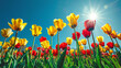 field of tulips with red and yellow on sunny day