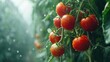 A closeup shot of a series of tomatoes on a tree in a greenhouse