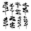 Marjoram medicine plant silhouette stencil templates